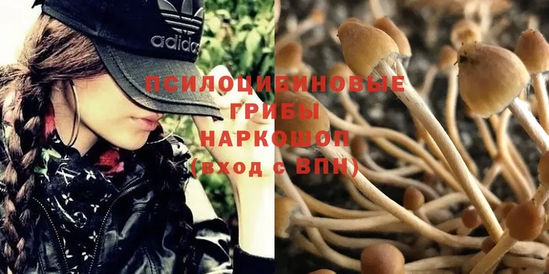 где купить наркоту  OMG как войти  Псилоцибиновые грибы Magic Shrooms  Карталы 